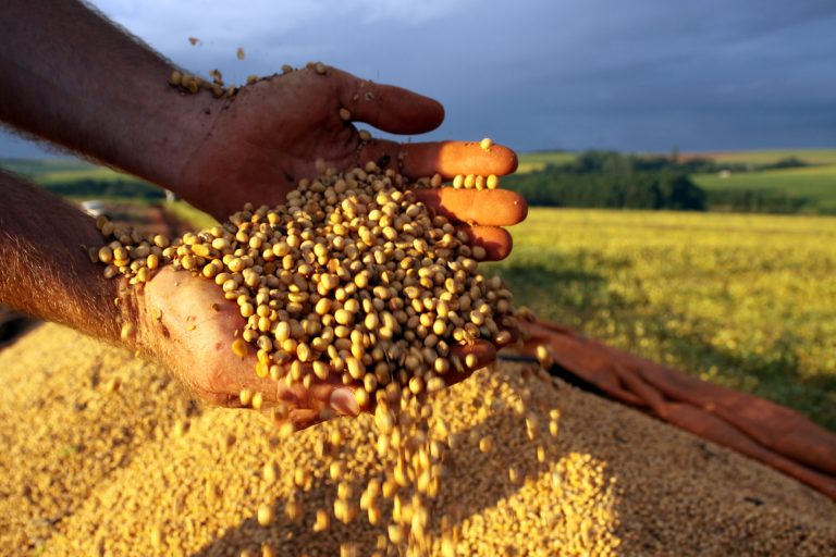 Brazil has Shipped 76 Percent of Soybeans it Produced to China