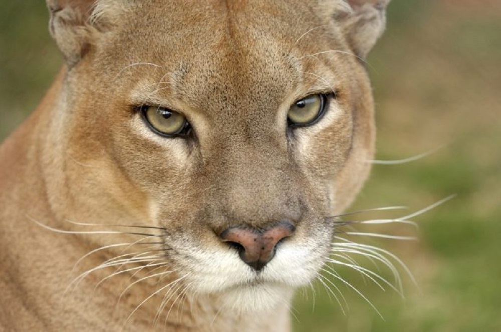 Puma Invades Home in Mato Grosso, Residents Escape Unharmed Through Window