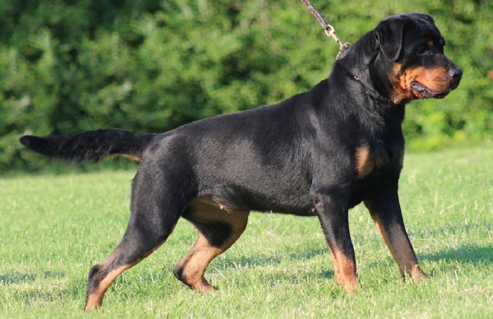 One-year-old Baby Killed by Rottweiler in Rio Grande do Sul