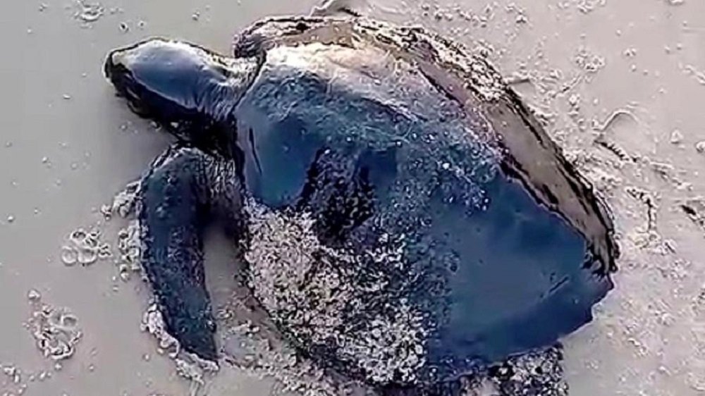 Brazil’s Northeast Will Take Decades to Repair Oil Slick Damage, say Biologists