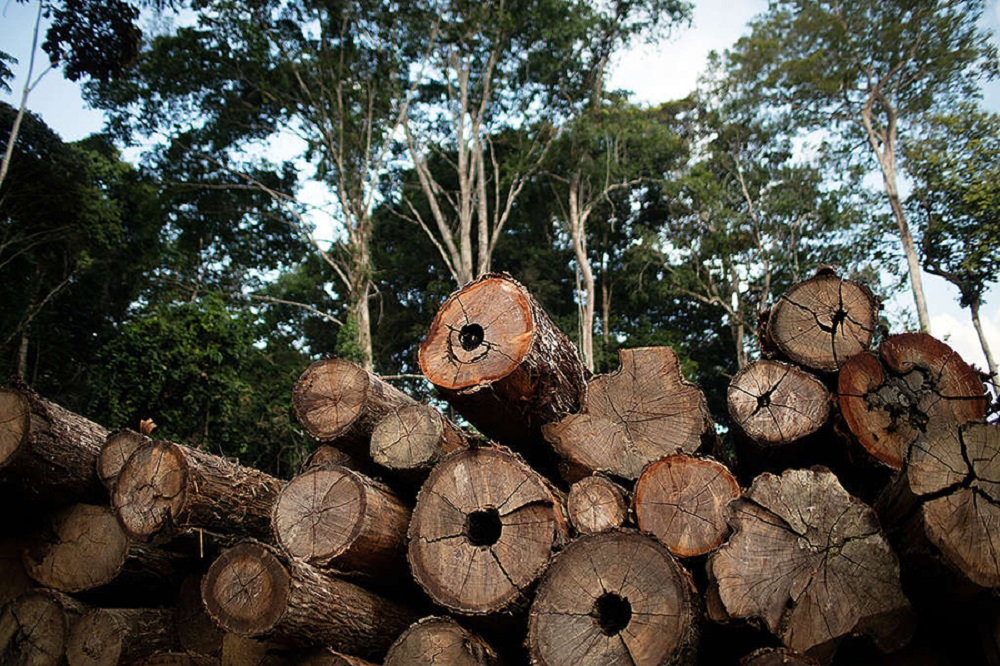 Deforestation in Brazil’s Protected Areas Rises 84 Percent