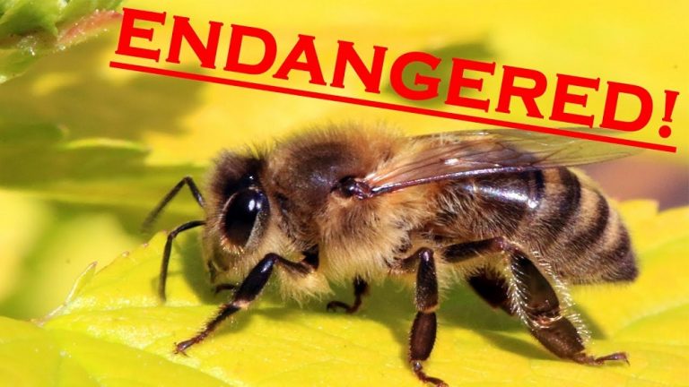 Bees Are Declared Most Important Living Being on Planet Earth