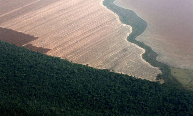 Bolsonaro Confirms Interest in Exporting Native Amazonian Timber