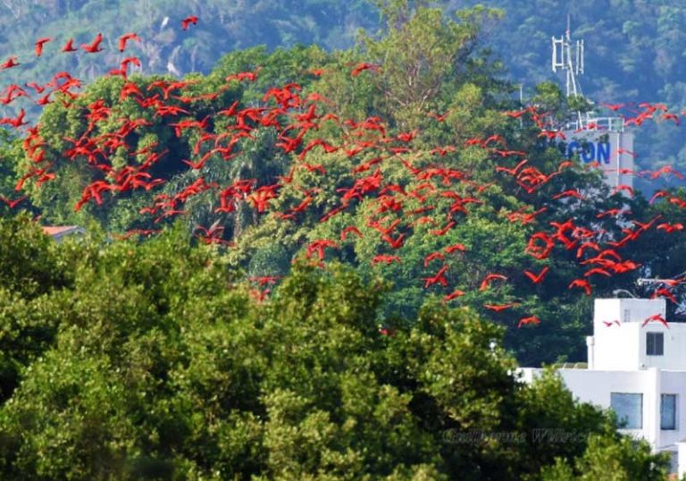 Gaudy “Flamingos” Return to Florianópolis Mangroves after 200 Years