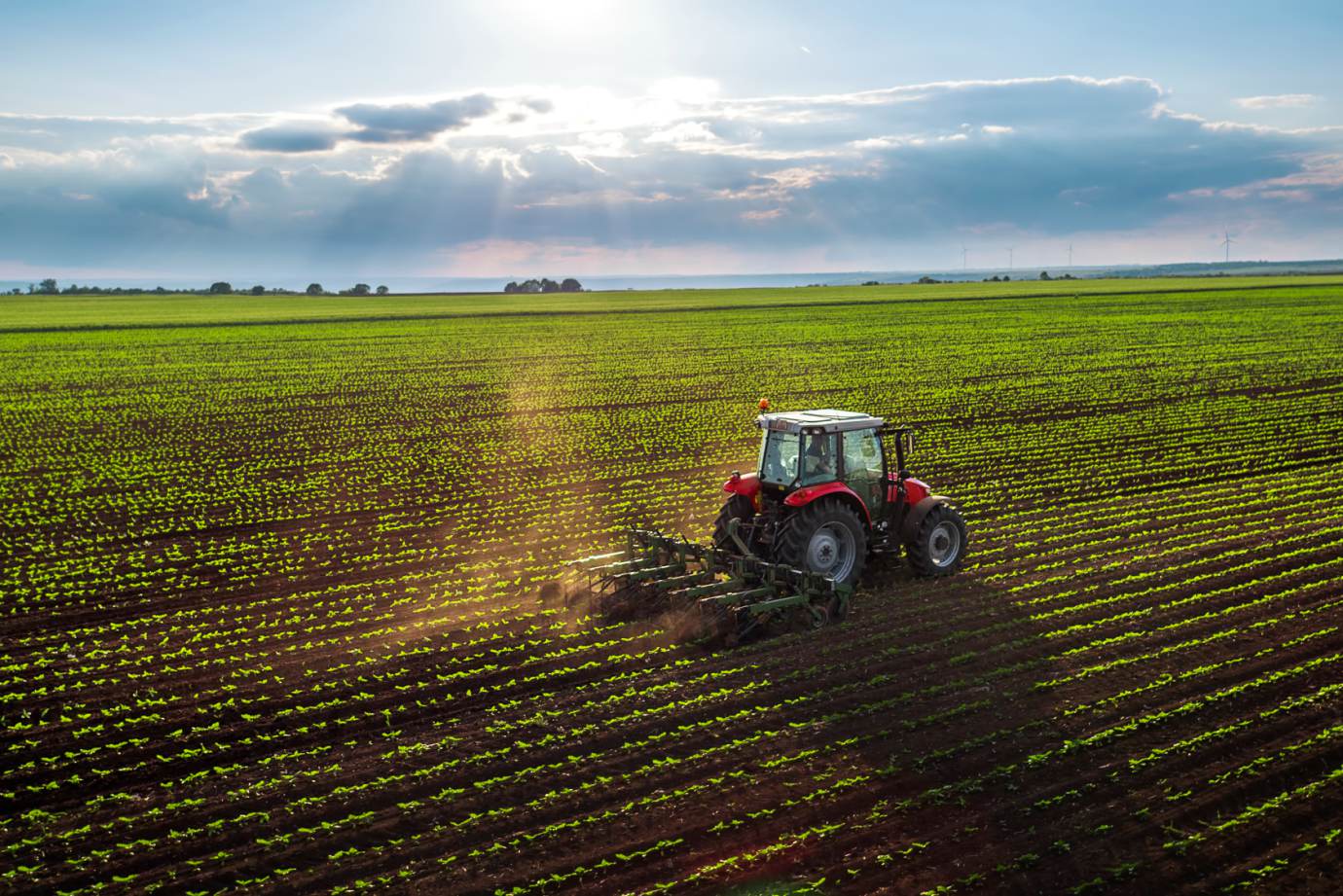 IPEA forecasts that the agricultural sector will grow 1.4 percent this year.