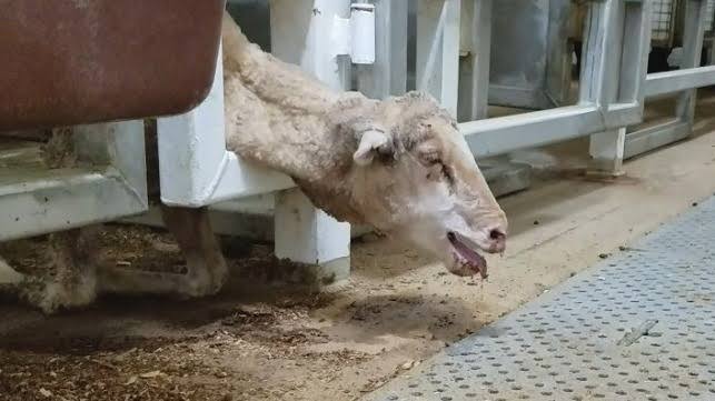 Thanks to massive exports to China, Brazil has become one of the world's largest meat exporters. Live exports are on the rise and so is the suffering of the animals. 