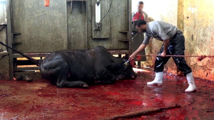 Thanks to massive exports to China, Brazil has become one of the world's largest meat exporters. Live exports are on the rise and so is the suffering of the animals. (Photo internet reproduction)