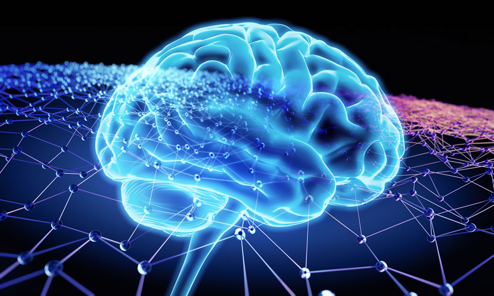 brain