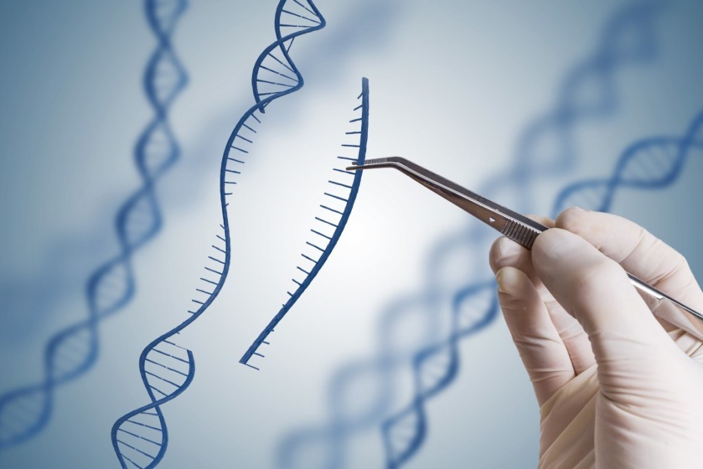 Genomic editing allows, through so-called genetic scissors, editing the DNA of plants, animals, and microorganisms.