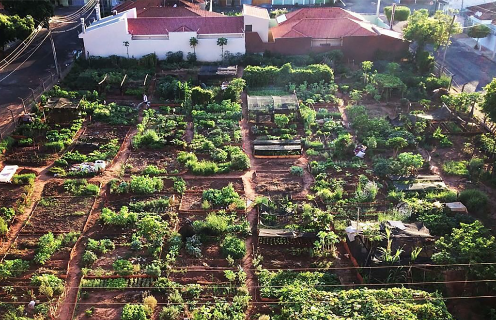 All this abundance comes from the 62 community gardens scattered throughout Birigui, a city of 123,000 inhabitants in the northwest of the state of São Paulo.