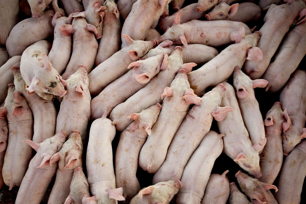 There is no approved vaccine against African swine fever, which can be fatal to pigs but does not affect human health.