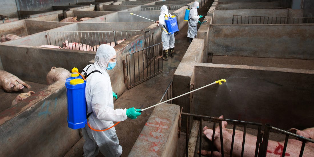 Last year's outbreak of African swine fever in China hit the market hard: it forced millions of animals to be slaughtered and pushed up the demand for pork all over the world.