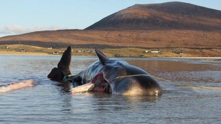Beached Whale Found Dead with 100 Kg of Garbage in Stomach