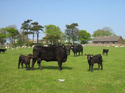 Chinese demand has doubled meat production in the past year - more than 830,000 tons were loaded into containers and exported