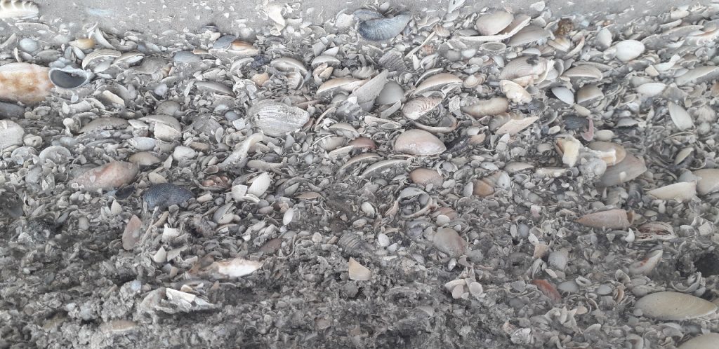 Environmentalists are concerned about the impacts of the work on marine life (Photo Ricardo Wegrzynovski)