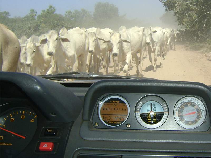 Cattle