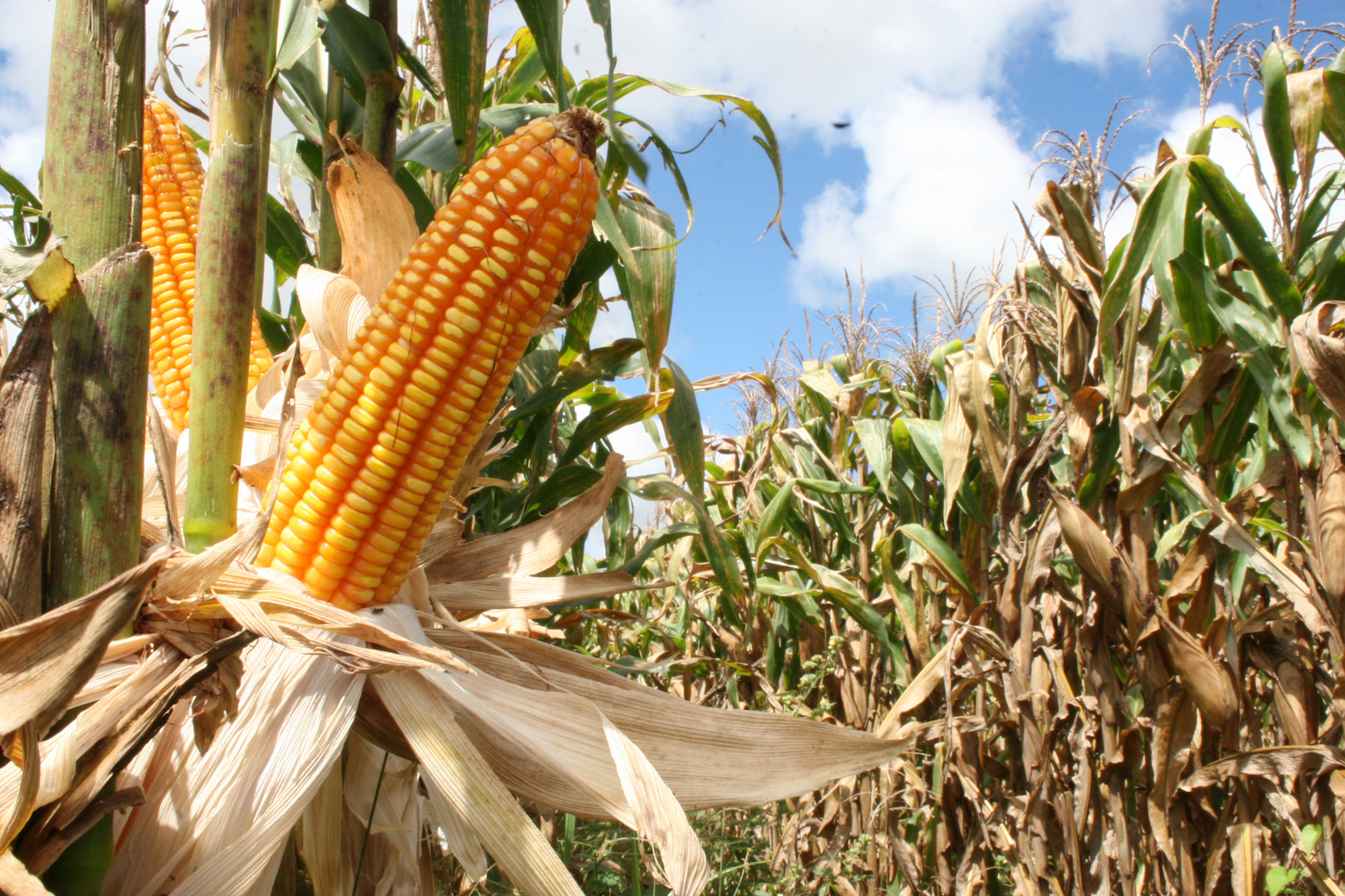 Corn plantation photo internet reproduction