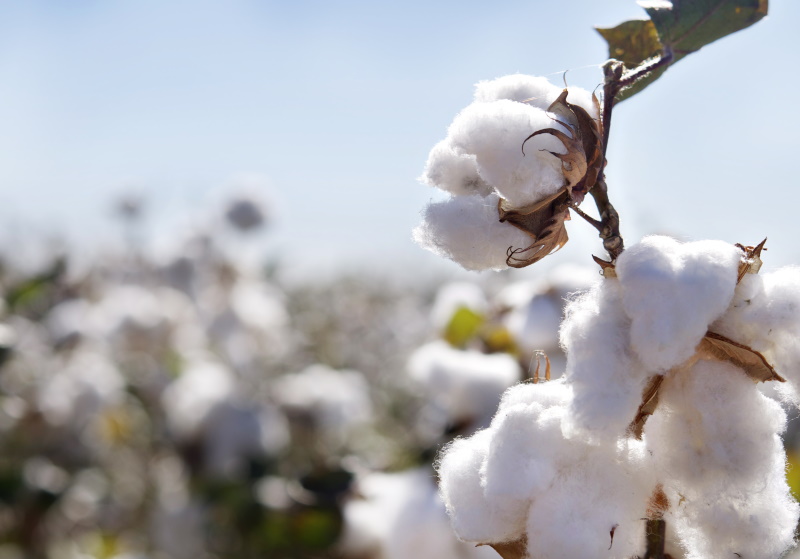 Ripe cotton bolls on branch