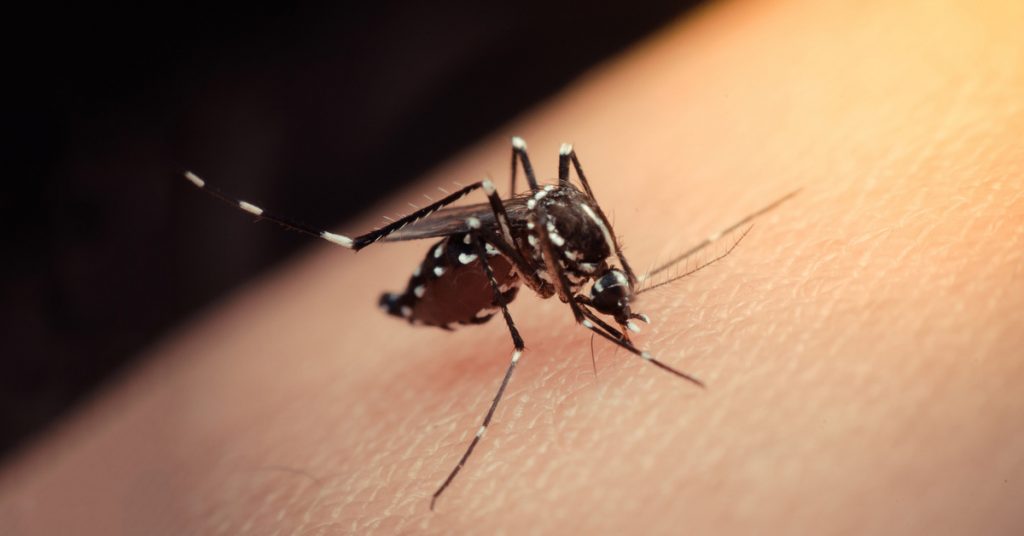 Last year Brazil had 1,544,987 cases of the disease, a huge 488 percent increase on the figures for 2018. 782 people died from the illness in 2019.