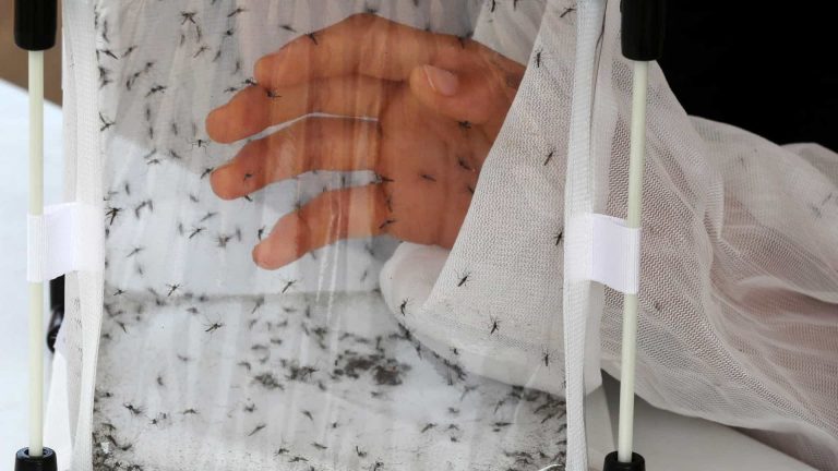 Bolivian region of Santa Cruz declares “red alert” for dengue fever