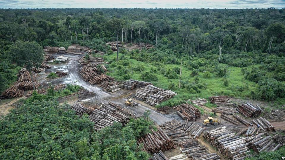 In the document, the NGO denounces what it calls the "carte blanche" given by the Jair Bolsonaro government (without a party) to the illegal deforestation of the Amazon