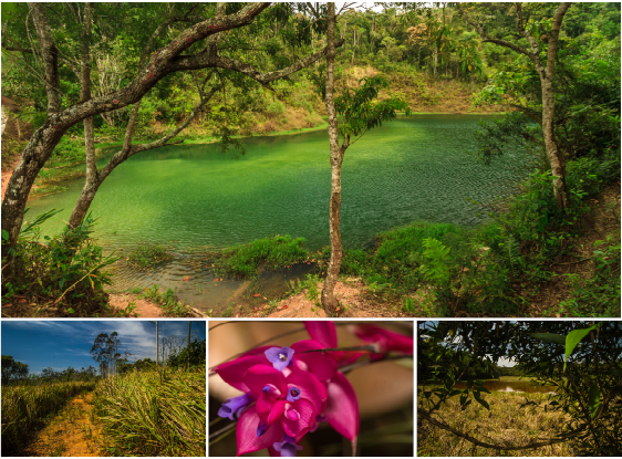 The Conservation Units (UCs), are spaces with the same status as the large national reserves, totaling more than 2 thousand hectares. Photo: SMVMA.