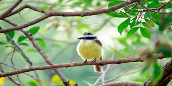 These reserves are municipal natural parks, four of them in the extreme south of the municipality and one in the eastern zone. Photo: SMVMA.