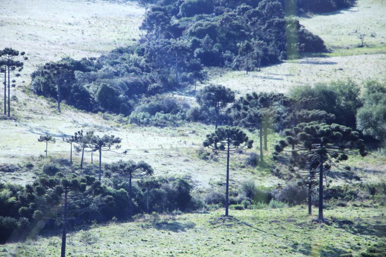 Serra Catarinense. Photo Mycchel Legnaghi