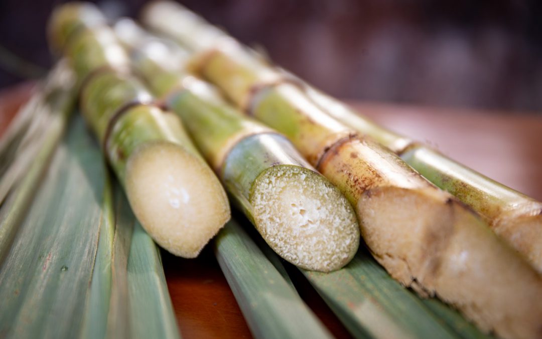 Sugar cane. (Photo internet reproduction)