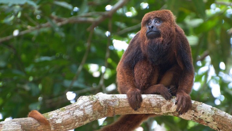 Dead Monkeys with Yellow Fever on the Rise in Paraná State