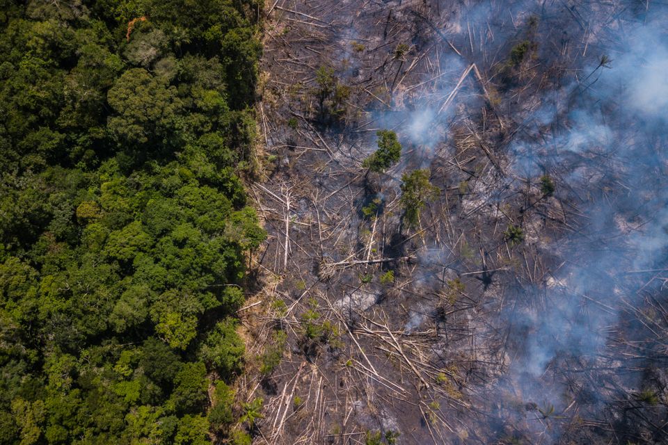 amazonia