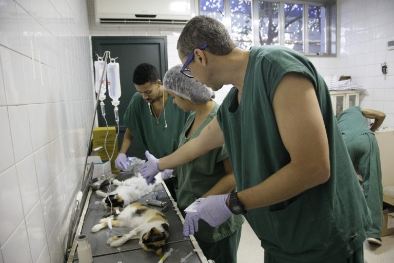 Rio Inaugurates Surgical Center for Free Castration of Dogs and Cats