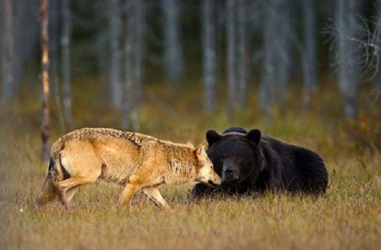 Bear and Wolf Unite for Ten Days to Hunt and Share Prey