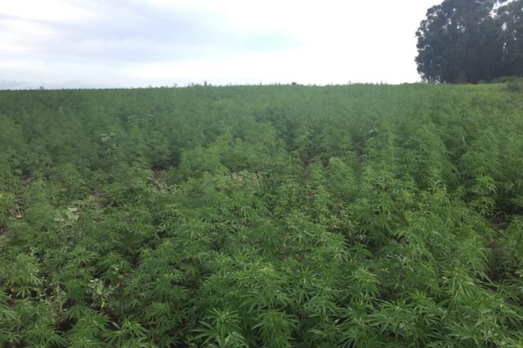 The cannabis industry in North America is suffering a liquidity crisis, which could channel investments to countries that grow marijuana at low cost, such as Uruguay, according to Jordan Lewis, an industry veteran.