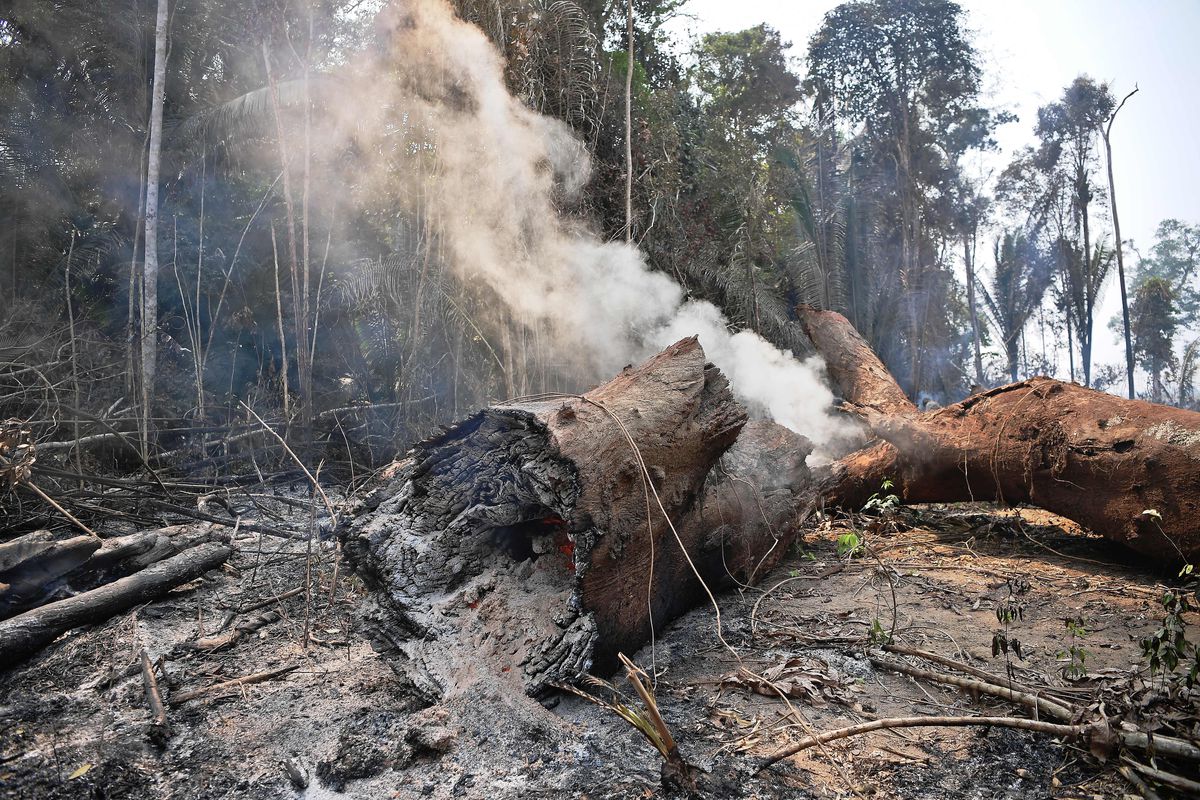 Deforestation1
