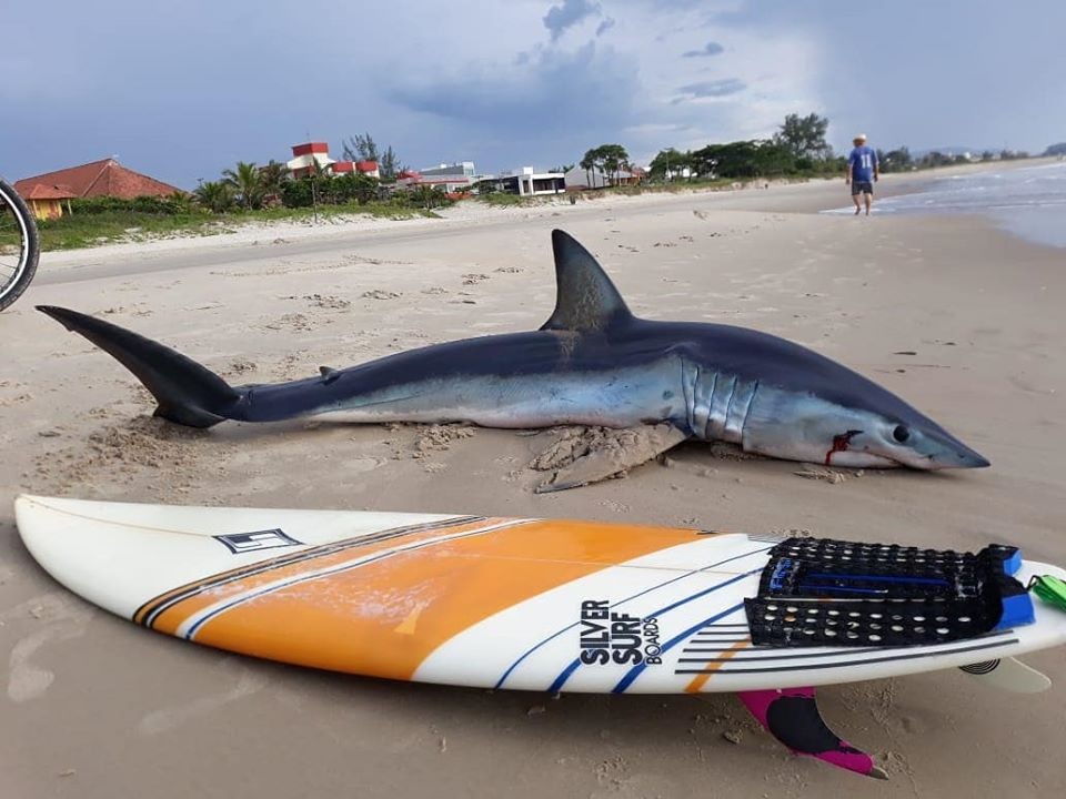 On Wednesday morning, February 19th, a blue shark was found stranded on Guaratuba beach, on the coast of Paraná in the South of the country.