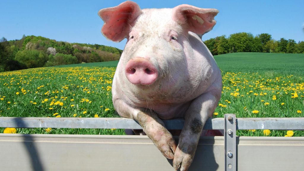 What could make an entrepreneur who has been in the industry for 40 years start raising pigs? "All I care about is their shit," replies Romário Schaefer, owner of Stein ceramics in Paraná, laughing.