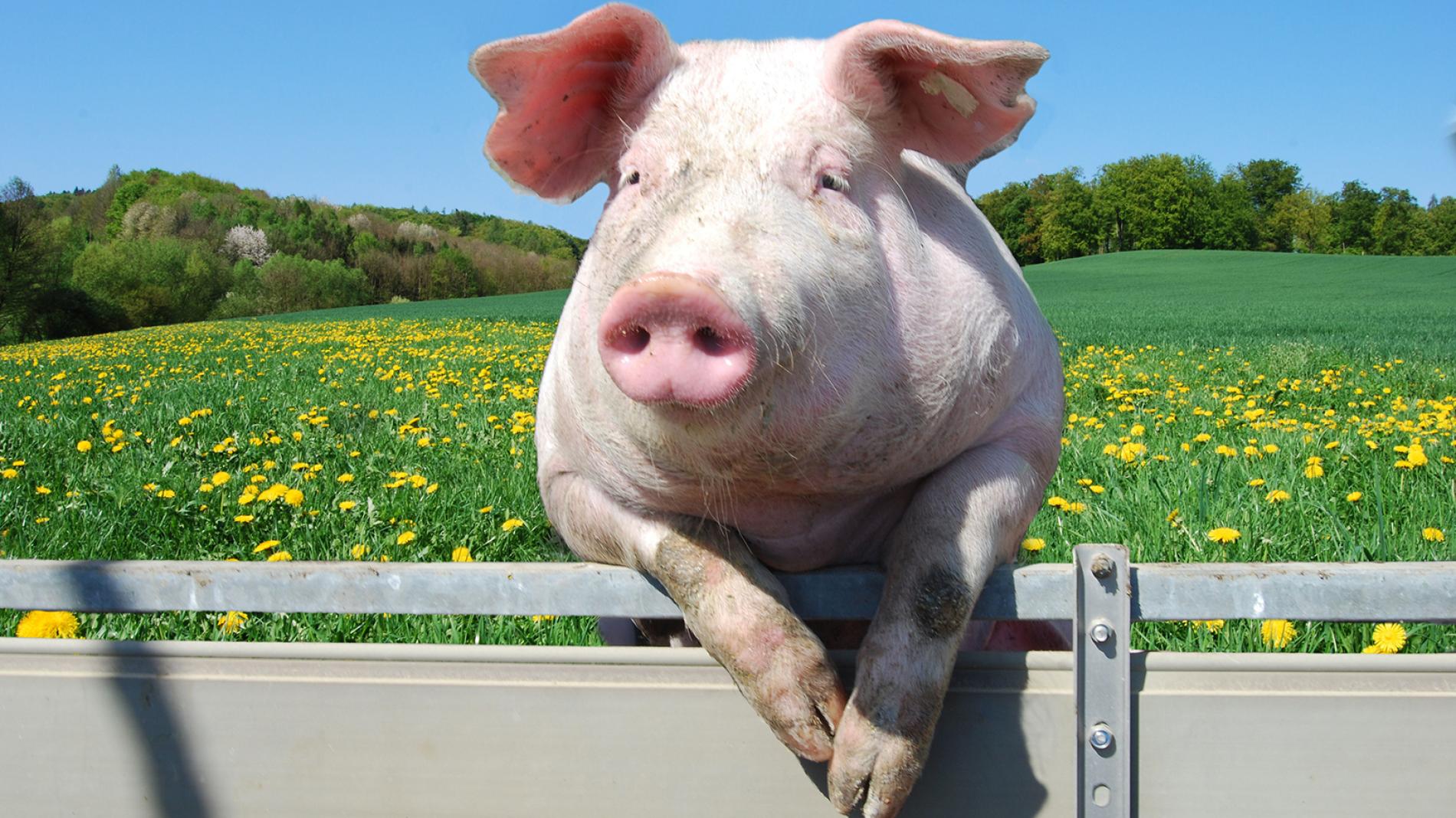 Pig1