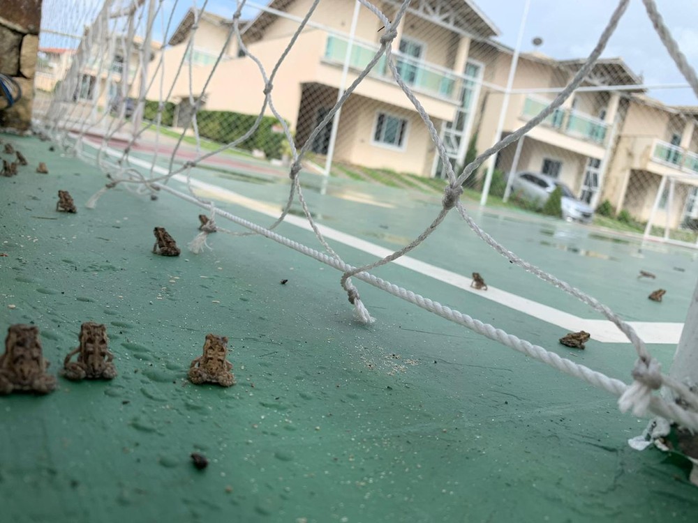 The property is located near the Precabura Lagoon, where the residents believe the animals are leaving. (Photo Internet Reproduction)