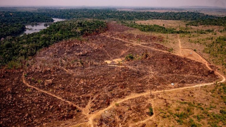 January Deforestation in Brazilian Amazon Reaches Highest Level in Five Years