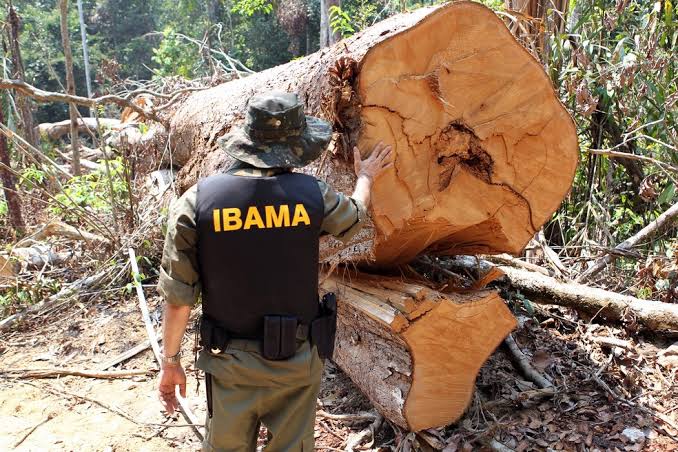 IBAMA and State Police agents found illegal logging in a forest area close to the city of Rorainopolis, in Roraima State.