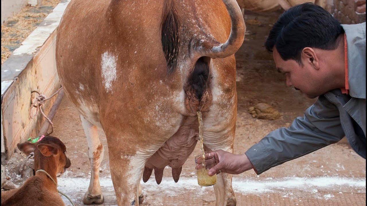 Cowpiss