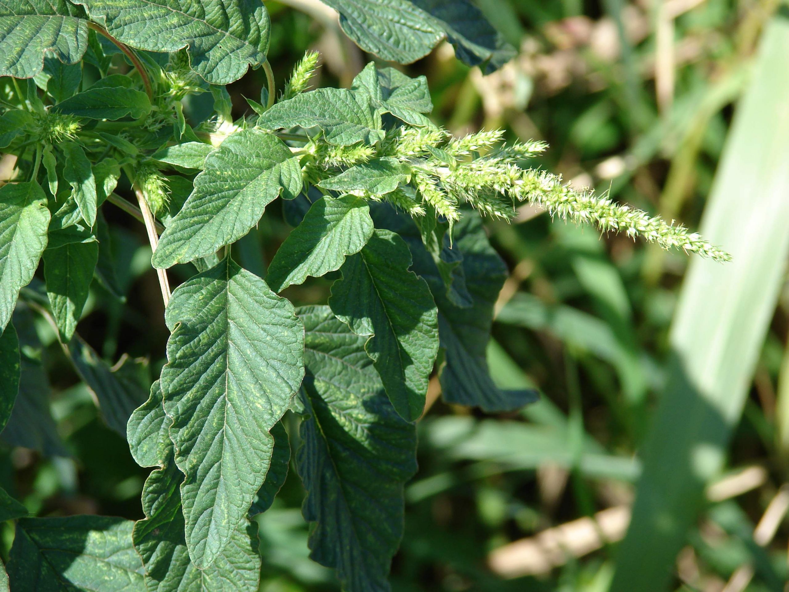 A researcher from Paraná discovered that a typical plant in the Brazilian coast can be the base for an ointment able to expedite scarring in diabetics. It is the cordia (Cordia verbenacea), found in the sandbank vegetation, near the beaches.