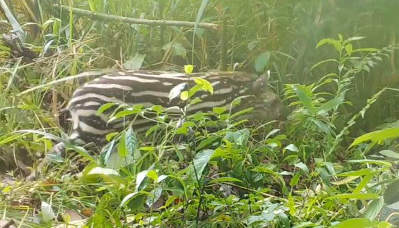 Camera traps in Cachoeiras de Macacu (RJ) caught the first images of a baby tapir that scientists believe was born some time in January.