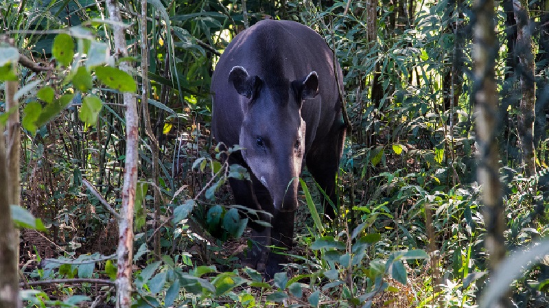 Tapir2