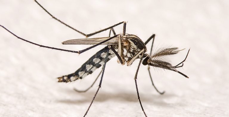 Dengue Fever: Paraguay Declares Health Emergency
