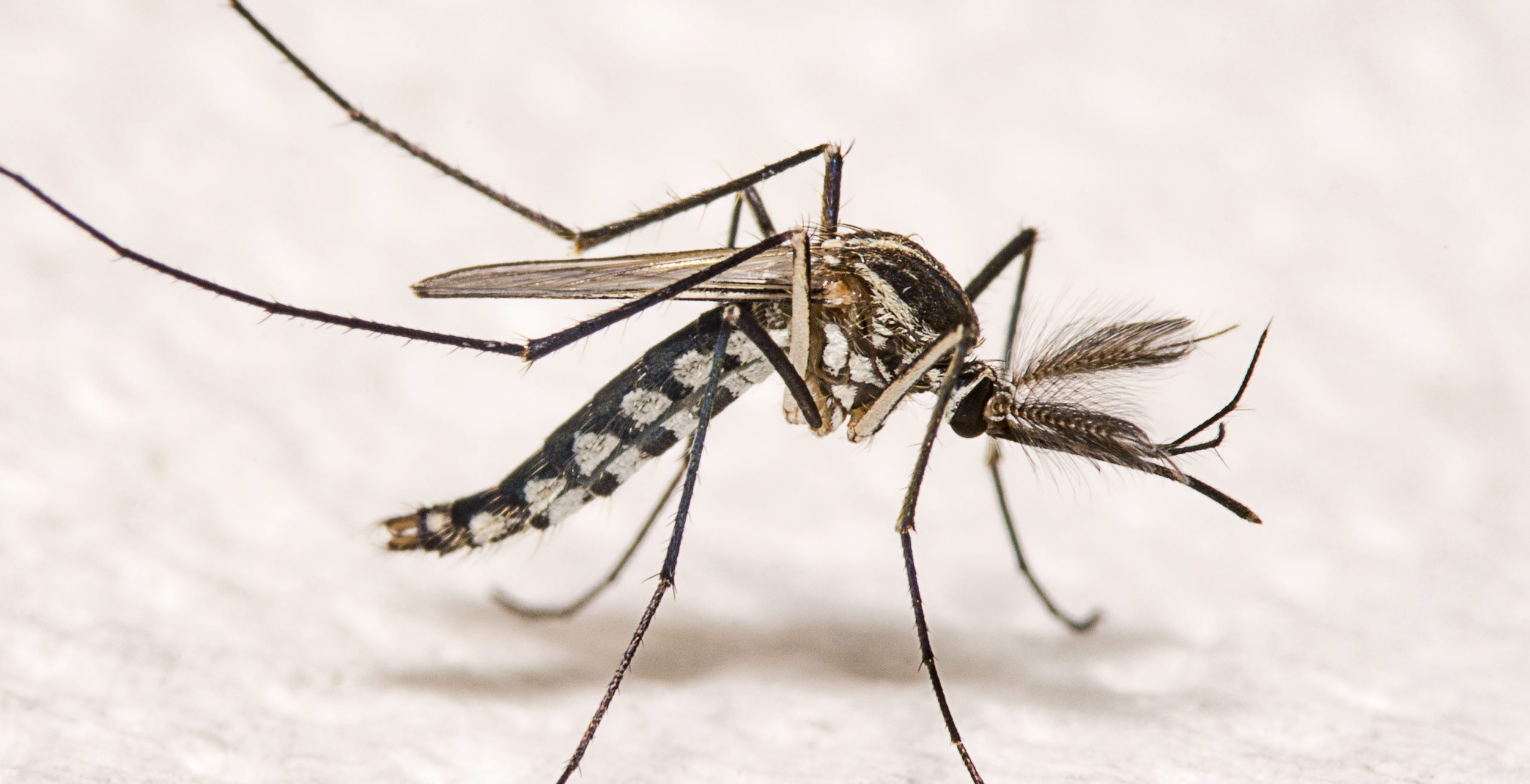 dengue