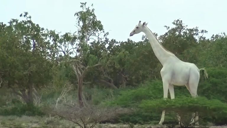 Hunters Kill Two of World’s Last Three White Giraffes