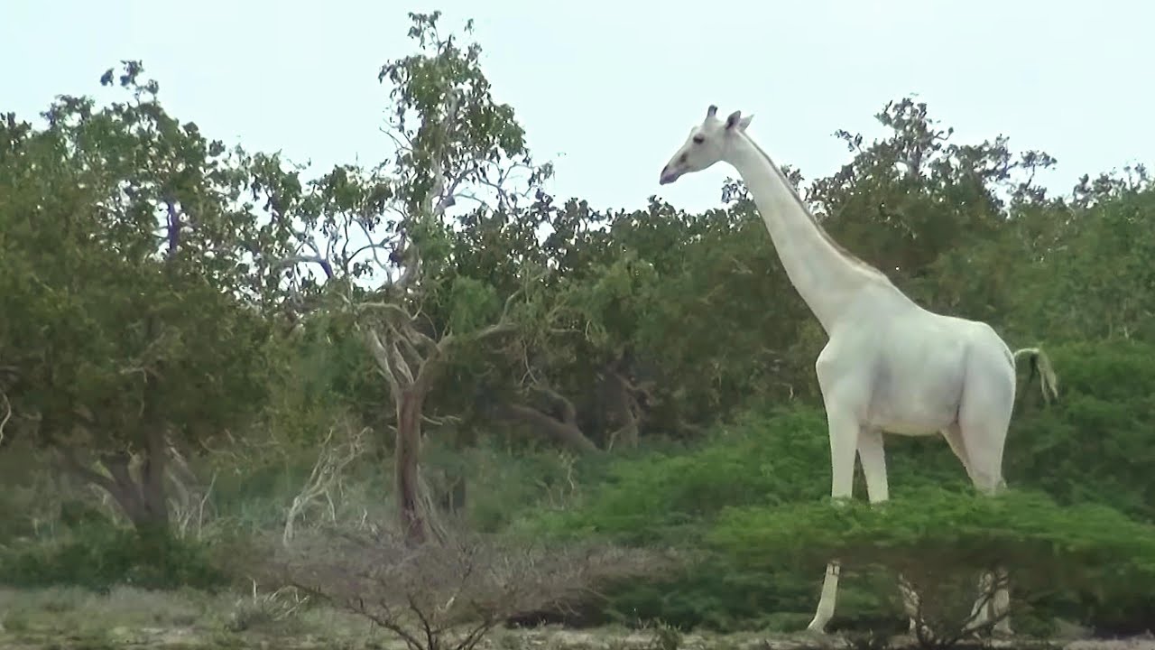 A third white giraffe is still alive. Environmentalists believe it is the only specimen in the world.