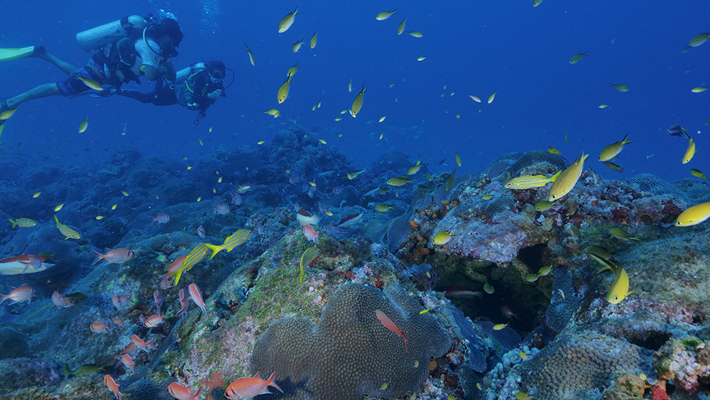 The government also plans to install new "artificial reefs" in the area, with shipwrecks in specific locations for diving attractions.
